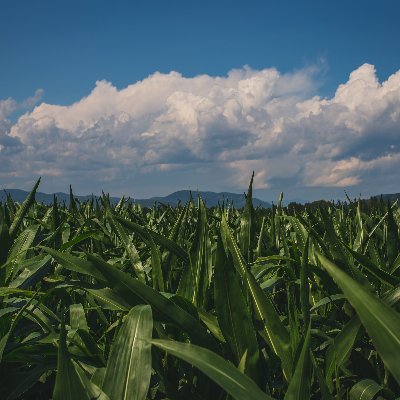 Solve the climate crisis with renewable, green energy from green plants. Use ethanol to replace coal and natural gas. Use green plants to make green energy!