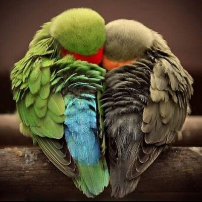 { بدونه رائعة و معه أروع }
منى علي
@MEMORY_ROSEMARY Instagram & TikTok & vk & snapchat account