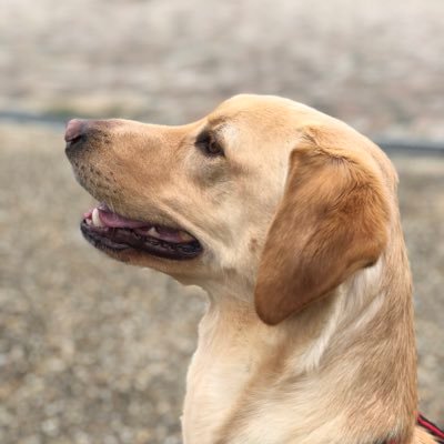 ComWatanabe4231's profile picture. 2019年度、罠の狩猟免許を取得。2020年度、第１種狩猟免許を取得。アウトドア全般、沢登り、カヌー、躰道、カリンバ、アマチュア無線、三陸特等。いろいろ興味があります。愛犬は、フィールドタイプのラブラドール・レトリバーです（猟犬ではありません）。よろしくお願いします。無言フォロー失礼します。