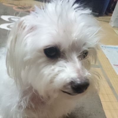 白色の侍さんのプロフィール画像