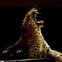 Shivamogga zoo (@shimogazooands1) 's Twitter Profile