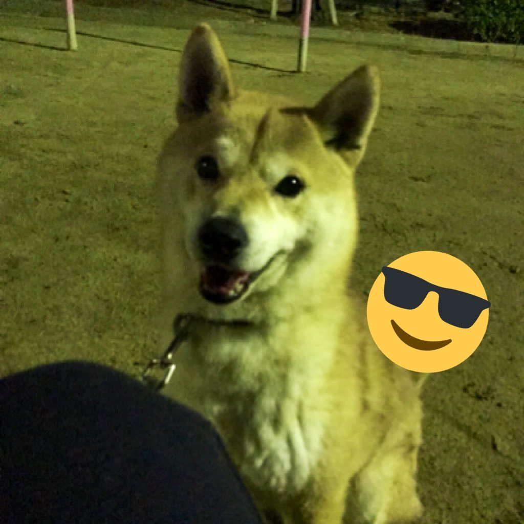 ponpe1227's profile picture. #私の犬(成犬)じゃないコノハ # ぷっちょ