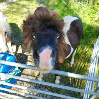 Hi I am Theo and I am a mini shetland who is employed to cuddle people
It is a hard job but someone has to do it!
My Mum runs a business called Farm Friends