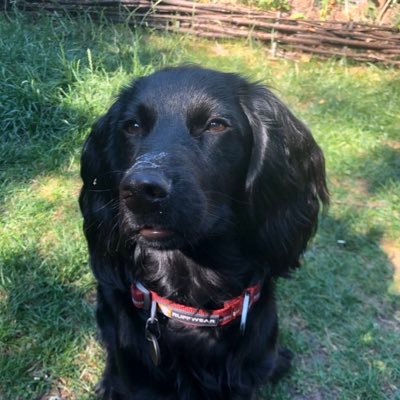 I'm a fun and busy English Working Cocker Spaniel and  a professional good girl who works as assistance dog, trained by mum, assessed by @PAWtected.