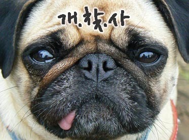 dogs_finder's profile picture. 이제 유기견, 애견 분양정보는 애견문화 무료어플 개찾사를 이용하세요. 앱스토어에서 개찾사를 검색하세요 고고씽 롸잇나우 ~! http://t.co/sVr6ZgKowb