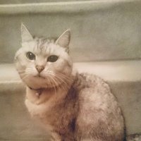 Yusuke (@yusuke39413210) 's Twitter Profile