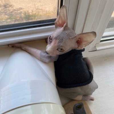 Hanjo The Cat 猫のハンジョーくん どうした 急にないモノねだり 犬の 毛 ですが のグルーミングはいかがでしたか スフィンクス Sphynxcat 子ネコ 猫 猫好きさんと繋がりたい 犬とネコ Hanjo The Cat 猫のハンジョーくん どうした 急にないモノねだり 犬の 毛 ですが のグルーミングはいかがでしたか スフィンクス Sphynxcat 子ネコ 猫 猫好きさんと繋がりたい 犬とネコ