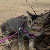 SSNP (@ssnpjip) 's Twitter Profile