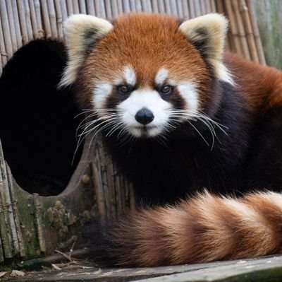 RedPandaontheR1's profile picture. My name is Kora. I'm (was) on the run and (still) looking for fun.
