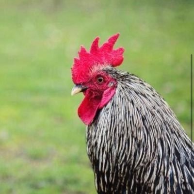 cryptogallo's profile picture. Crypto hodler since 2013 $ETH $BTC $DOT