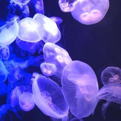 fuuharu2714's profile picture. 