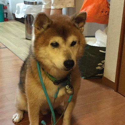 ちゅーやま 花沢元の顔画像は ローソン千葉千城台北店で客を投げ飛ばし逮捕 やまちゅーのニュース速報 T Co R7olaizmhr