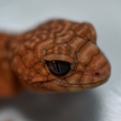 AAA27306773's profile picture. トカゲ、ヤモリ、カーペット、ボール 
動業持  2級 愛玩動物飼養管理士