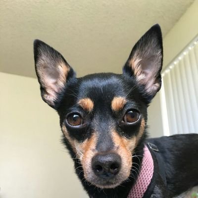 AngelicMisfit08's profile picture. 🎮 Gamer | 🐶 Dog Mama | 🇰🇷 Asian American | 🐺 Animal Lover | 🥾❤️ Hiking 🦮 | 🌟 Collector | 🍣 Anime Lover | 🧊☕ Iced Coffee Addict #MentalHealthMatters