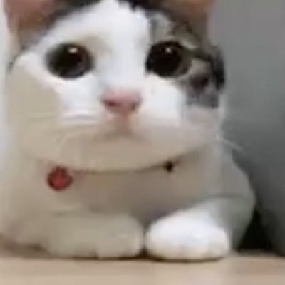 NoKittyNo1 Profile Picture