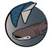 Sharkipedia (@sharkipedia) Twitter profile photo