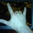 threeSixjoshua's profile image