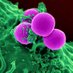Gavins Lab (@gavins_lab) Twitter profile photo Gavins Lab (@gavins_lab) Twitter profile photo