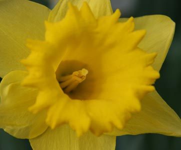 OurSmallholding's profile picture. Living lightly on our smallholding, growing and rearing our own food and being creative in the use and reuse of almost everything.