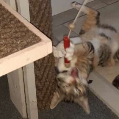 makethisblowup's profile picture. just for fun kids