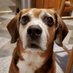 BagelDog (@bageldog5) Twitter profile photo BagelDog (@bageldog5) Twitter profile photo