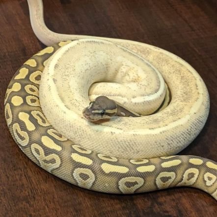 Ball Python breeders and enthusiasts!