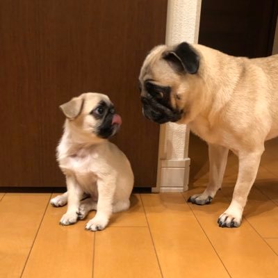 おにぎり Qz0dwubr4pivvss Twitter