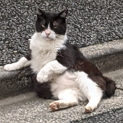 arumada_chan's profile picture. 筋肉は裏切らない
趣味垢だよ