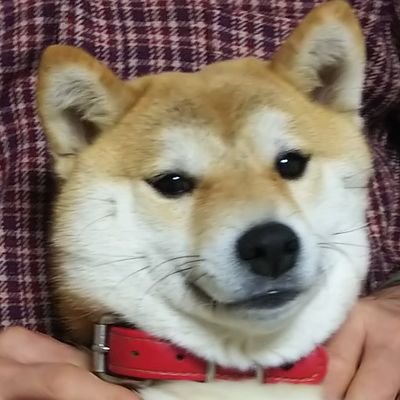 oEk4rX2qaIjfldR's profile picture. 人も動物も自然も大好き。🥰　健康は知識から。100歳まで元気に過ごすために皆と情報交換をしながら活動してます。柴犬もも🐶と楽しく遊びながら過ごしています。😍