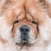 BowserChowChow (@chowbowser) Twitter profile photo BowserChowChow (@chowbowser) Twitter profile photo