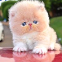 ناريمان الجدعاني nariman_888⁩⁩ سنابي للقطط (@boonzyi) 's Twitter Profile Photo