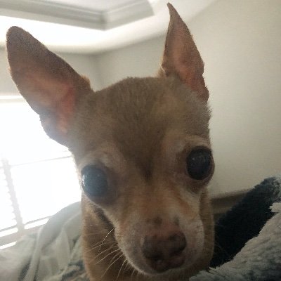 TNTGasparino's profile picture. God Bless You and Your Family... Stay Safe!