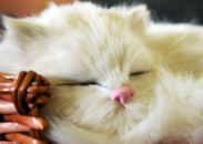 snilos's profile picture. Сны мои и моих друзей с толкованиями по сонникам Миллера, Фрейда, Ванги и другим известным сонникам. Видео про сны, музыка про сны, высказывания. followback