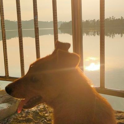 zhaolumuai's profile picture. 故不及硅步 ，无以至千里。
