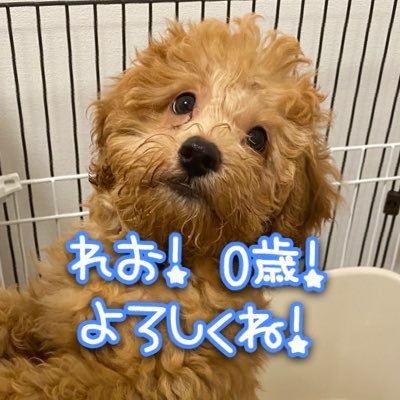 といぷーレオ様 0歳 レオ様 最後の3回目のワクチンまで あと5日 早く散歩レビューしたいわん スターウォーズ犬 チューバッカ チューバッカ犬 トイプー トイプードル といぷーどる トイプードル部 パピー レオ レオ様 可愛い パピー