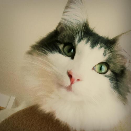 komugi_529's profile picture. 活字と犬猫が好物の会社員です。