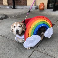 hazy🕯 (@hazydoglady) 's Twitter Profile