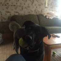 kyle white (@whiterock95) 's Twitter Profile