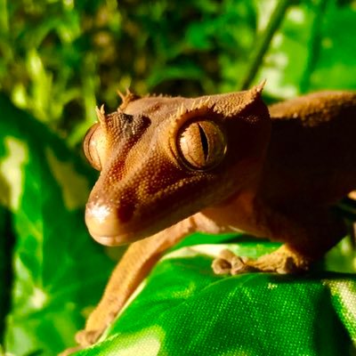 Twimpy__'s profile picture. 