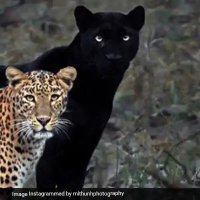 Amit Kumar (@amitkum54575229) 's Twitter Profile