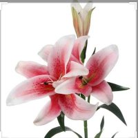 Mireya Rivera (@mireyar27415689) 's Twitter Profile