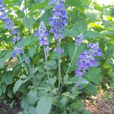 tinkatmoh's profile picture. 