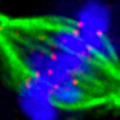 Molecular cell biologist studying force generation, microtubule behaviour, mitosis and cell fate. Interested in live-cell imaging of all kinds.