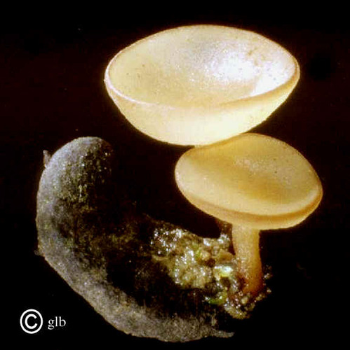 Atualidades e curiosidades da área agronômica especificamente fitopatologica