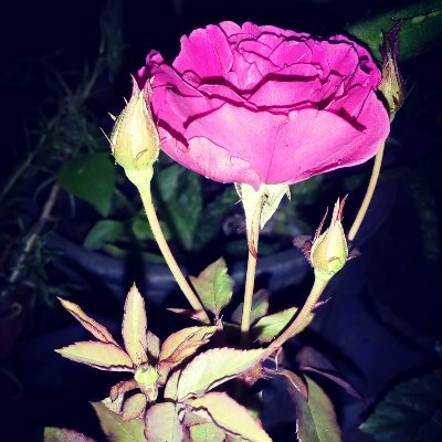 DimpalKailas's profile picture. 