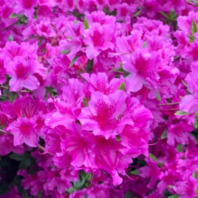 ChrisRodd11's profile picture. Truthfulness Compassion Forbearance