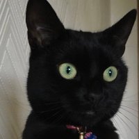 MollyTheMadCat(@MollyTheMadCat1) 's Twitter Profile Photo