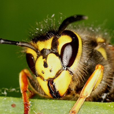 Wasp (and Moth) Enjoyer 🇵🇸さんのプロフィール画像