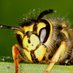 Wasp (and Moth) Enjoyer 🇵🇸 (@wasps_n_moths) Twitter profile photo Wasp (and Moth) Enjoyer 🇵🇸 (@wasps_n_moths) Twitter profile photo