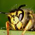 Wasp (and Moth) Enjoyer 🇵🇸 (@Wasps_n_Moths) Twitter profile photo